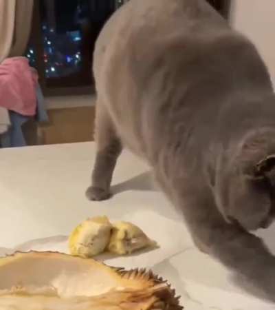 Cat's reaction to the smell of a durian fruit for the first time..??♨️?