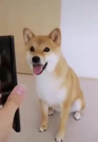 How to train trick for your dogs.