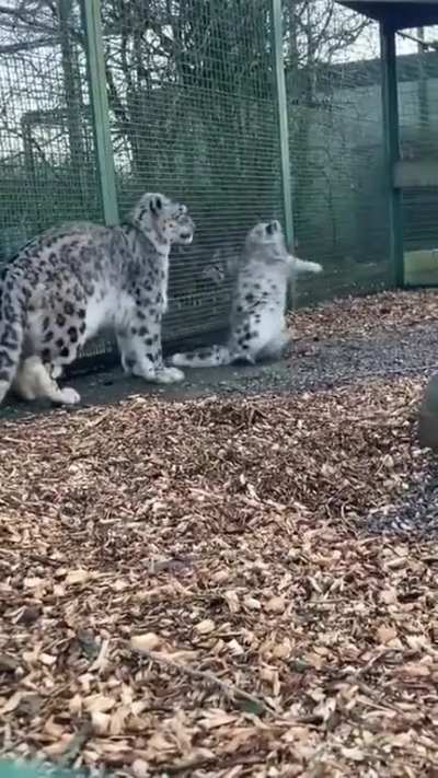 Felines are felines no matter the size :)