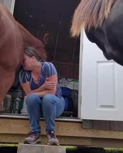 This 4yo horse understands her owner’s emotions and reassures her