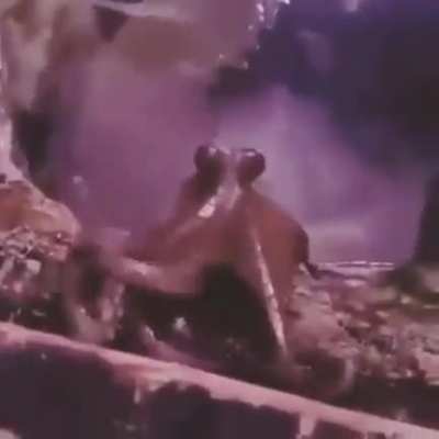 ? Octopus captured on camera waving back to his handler at London's Sea Life Aquarium, during one of the octopus' twice-daily "playtimes."