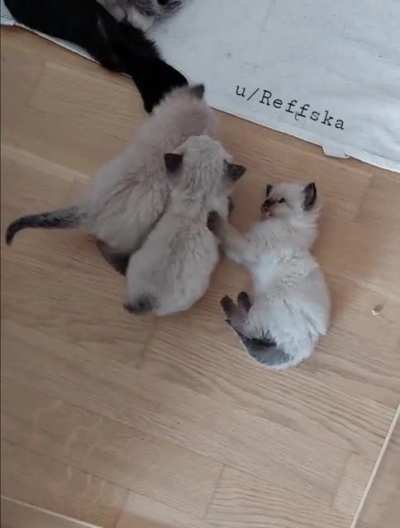 Little Fluffs trying to kill each other! ?