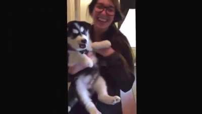 This Husky isn't quite getting the whole "howling" thing!