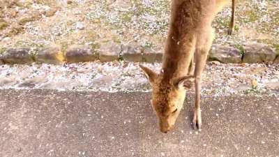 ? Deer bathing in the and Cherry Blossom. ?