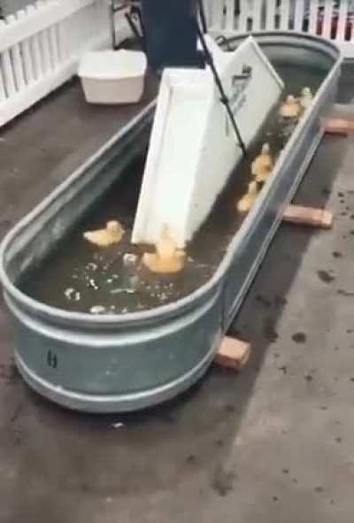 ? Ducklings having fun ?