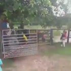 At least he was wearing a helmet