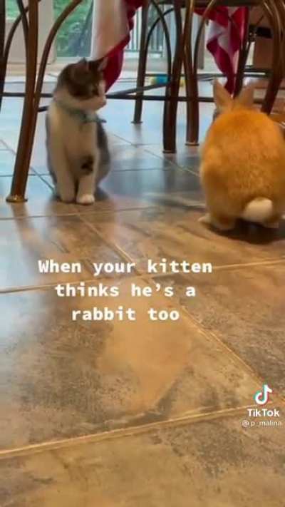 Kitty thinks he's a rabbit