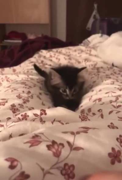 A kitten doing kitten things...