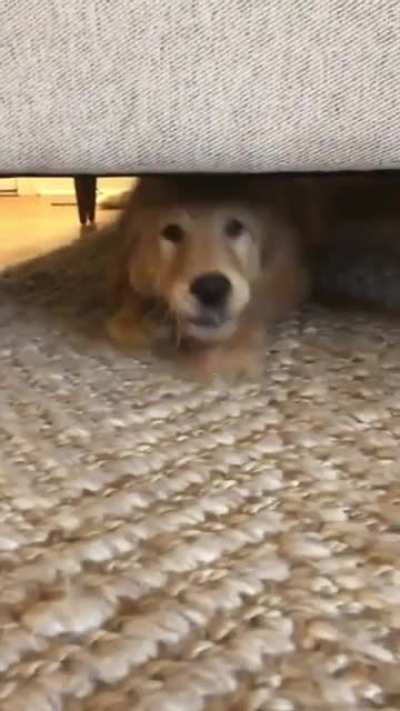 The rare and elusive couch shark