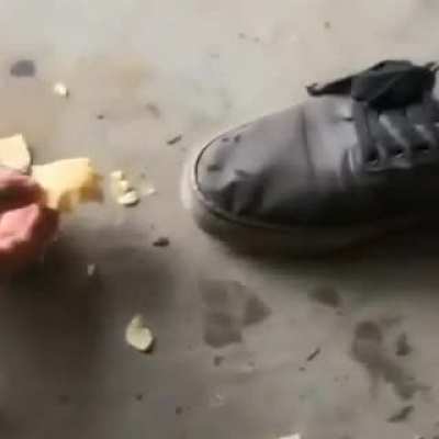 Rare footage of an unseen creature