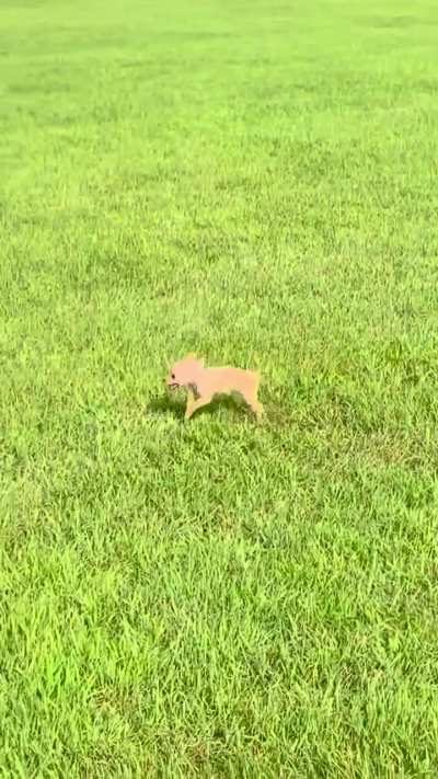 Arthur’s first time playing in the grass ?