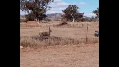 Bucket: 1 Sheep: 0