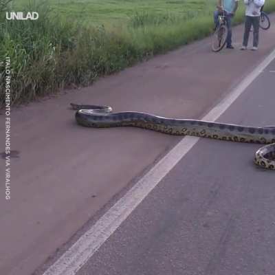 ? Anaconda crossing a highway
