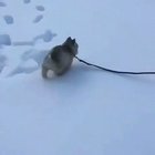 Too Smol, He Can't Even Make Footprints