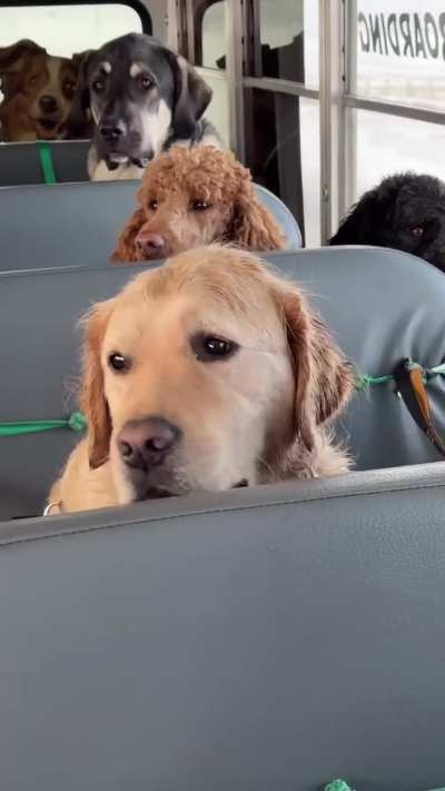 Tired dog is a happy dog