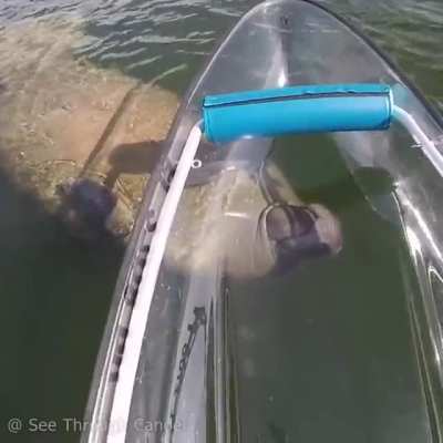 ? Manatees turn their whole body to get a better look at something because they don't have as many vertebrae in their necks as other marine mammals