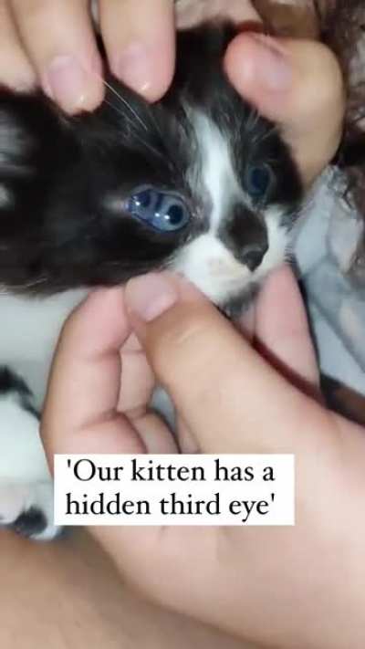 Strange kitten