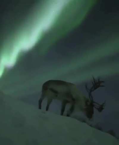 ? A gorgeous reindeer under the Northern Lights ?