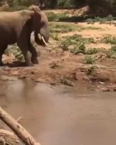 ? Elephant didn't see the Crocodile