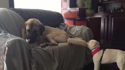 Your tail? No- my chew toy.