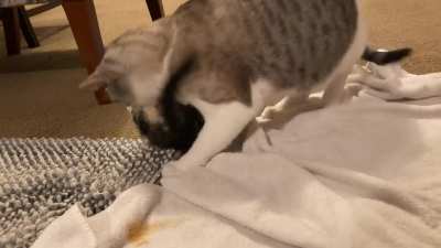 A wild curly smol appears! Side note; do your cats have a weird love for towels as well? ?