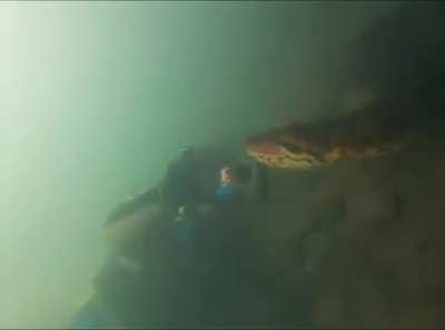 Diver encounters an absolutely gigantic anaconda in a brazilian river