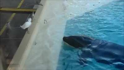? Orca "fishing" for birds