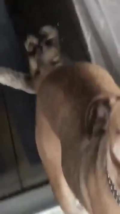 "Here’s a video of my cat trying to get my dog’s tail through a glass door. it will brighten your day"