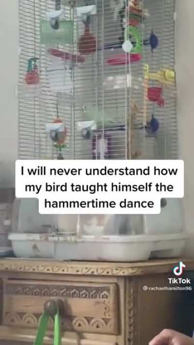 The moves of this birb!?