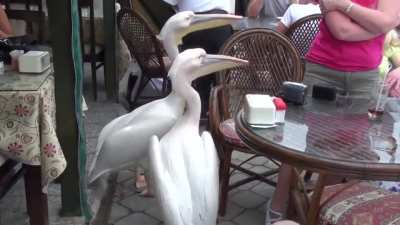 Pelicans curious about a woman