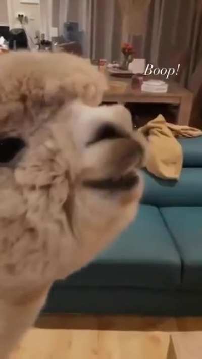 Boop Day?