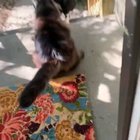 Cat, no!