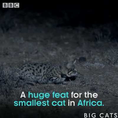 ? Africa's smallest cat is also the world's deadliest