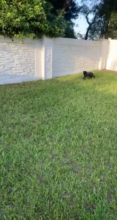 We got a fence today and we finally let the dog run free in the yard