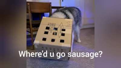 Dog after sausages, wait for the tantrum ?