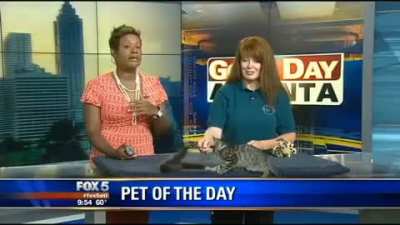 Kitten on the news!