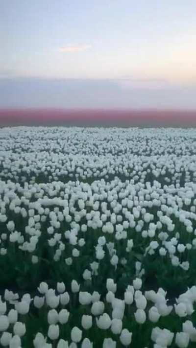 ?This tulip field