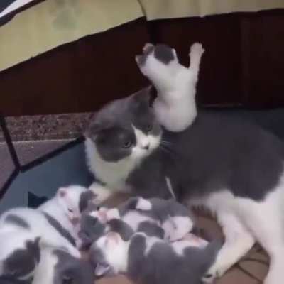 Have kids they said.