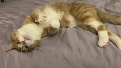 My cat Carrot acting cute and making air biscuits ???
