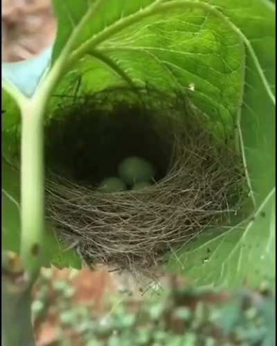 ? Amazingly woven nest in a leaf
