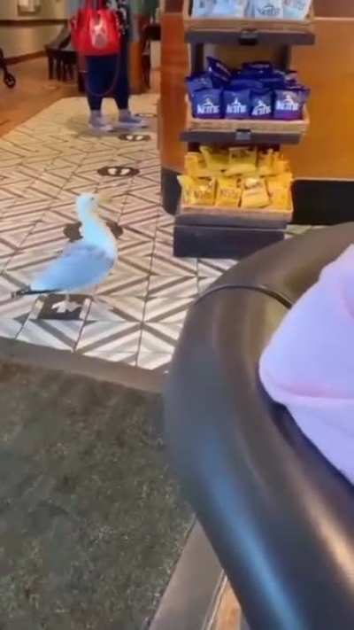 steal and run
