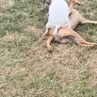 I am honestly not sure what "doggy style" is anymore...