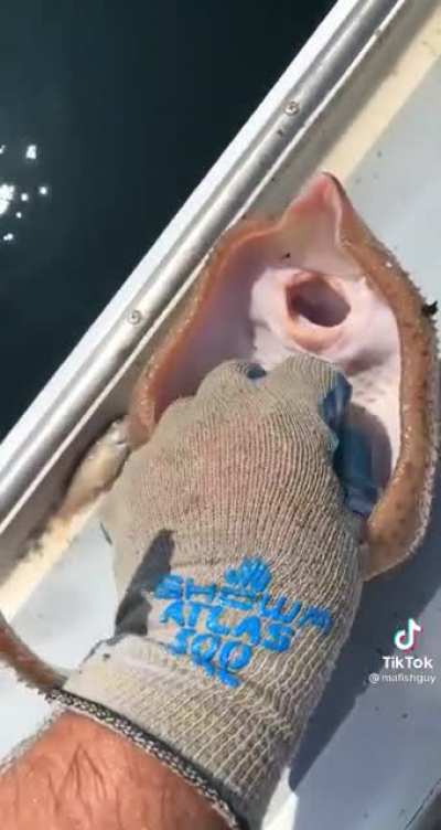 Tickling a Fish