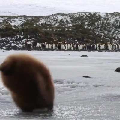 ? King penguin chick ?