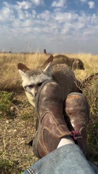 ? bat eared fox upclose