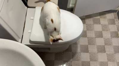 Dobby is outraged that I would take a shower