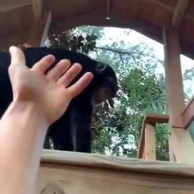 Monkey bro helps out