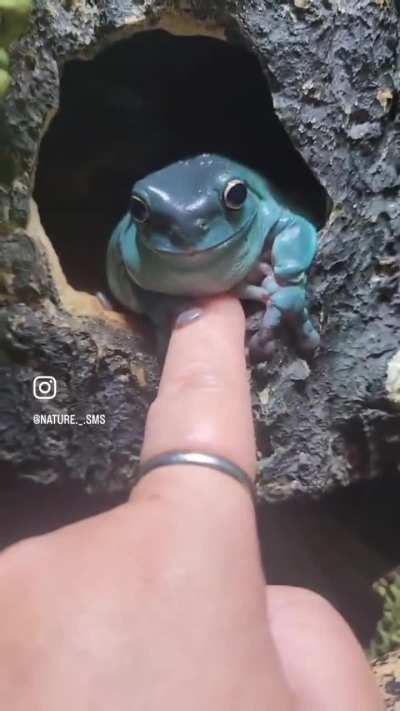? tree frog kindly greets human ?