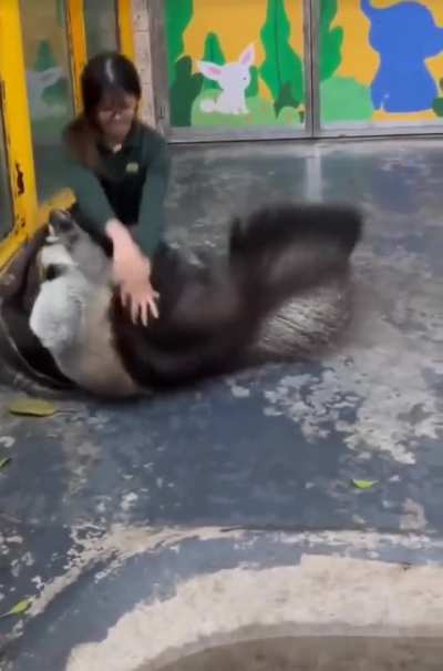 ?Anteaters' foreleg looks like the head of a separate animal