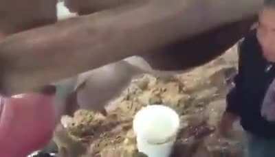 This kid's first time trying to milk a cow